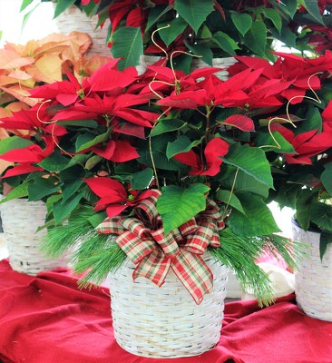 Poinsettia from FlowerCraft in Atlanta, GA