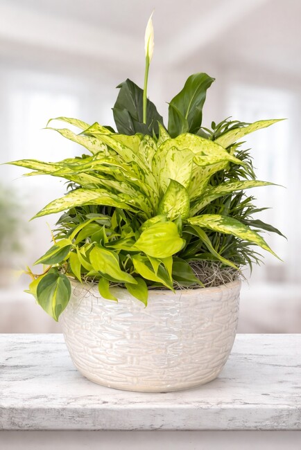 Dish Garden from FlowerCraft in Atlanta, GA